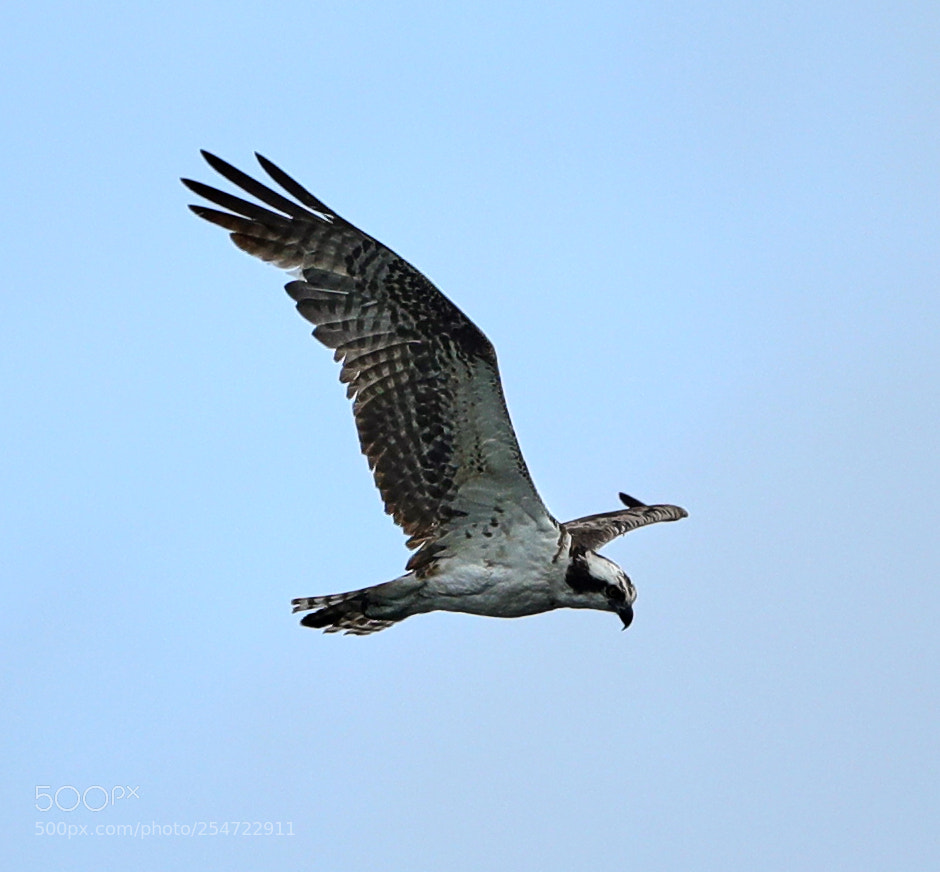 Canon EOS-1D X Mark II sample photo. 04-22-18-0014106.jpg photography