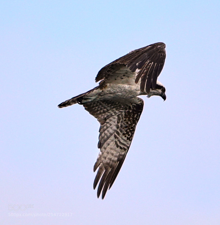 Canon EOS-1D X Mark II sample photo. 04-22-18-0014105.jpg photography