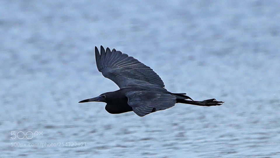 Canon EOS-1D X Mark II sample photo. 04-22-18-0014104.jpg photography