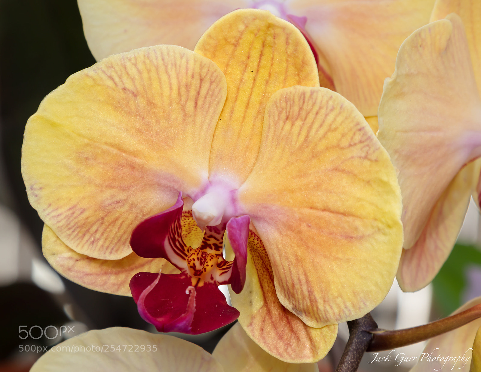 Canon EOS 5DS sample photo. Yellow dendrobium phalaenopsis photography