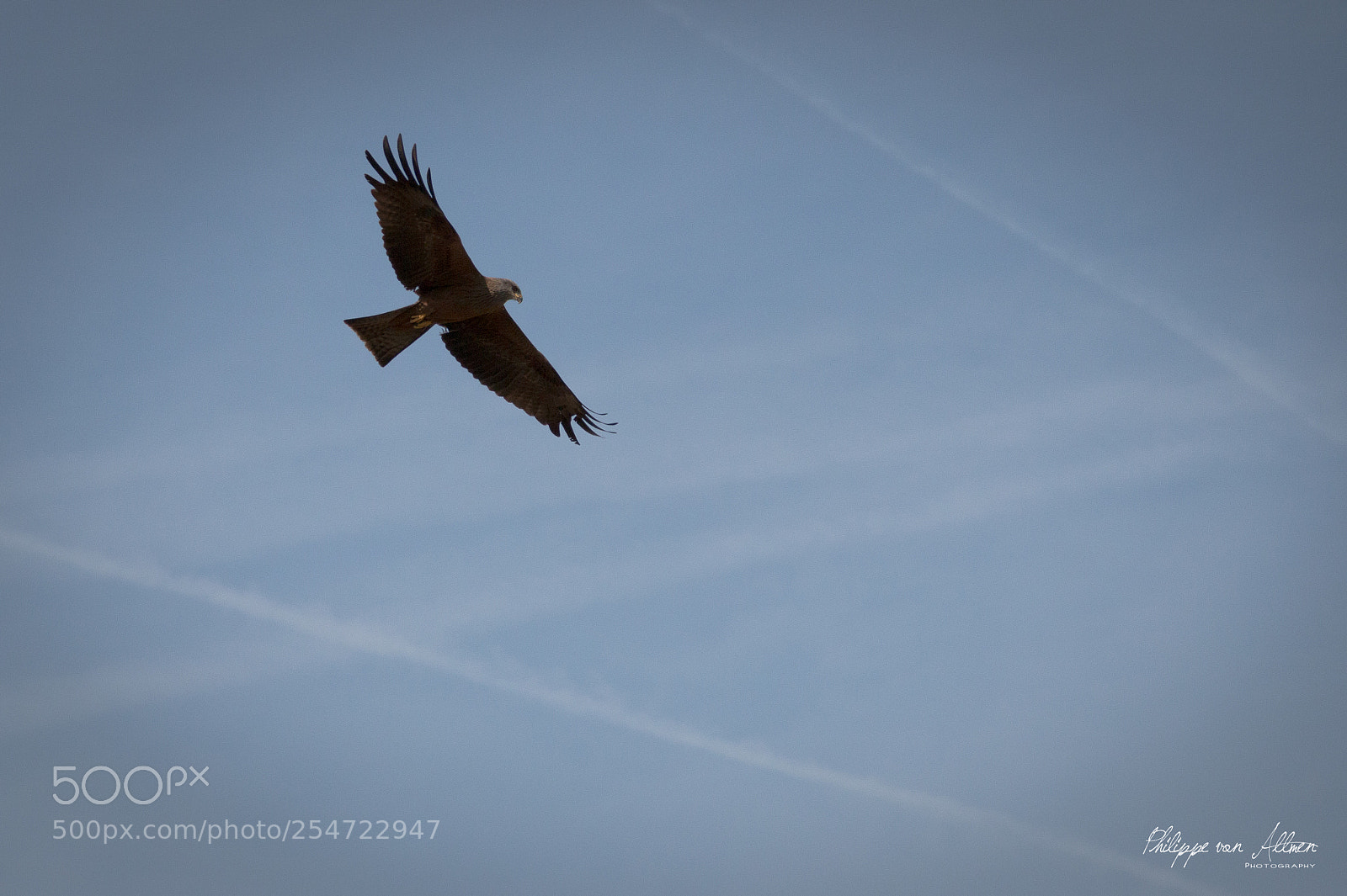 Canon EOS 70D sample photo. Black kite - milan photography