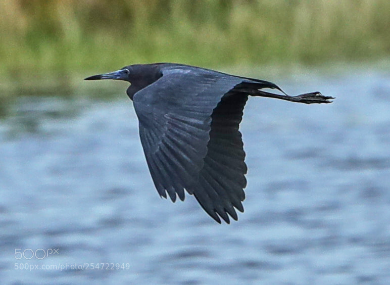 Canon EOS-1D X Mark II sample photo. 04-22-18-0014101.jpg photography