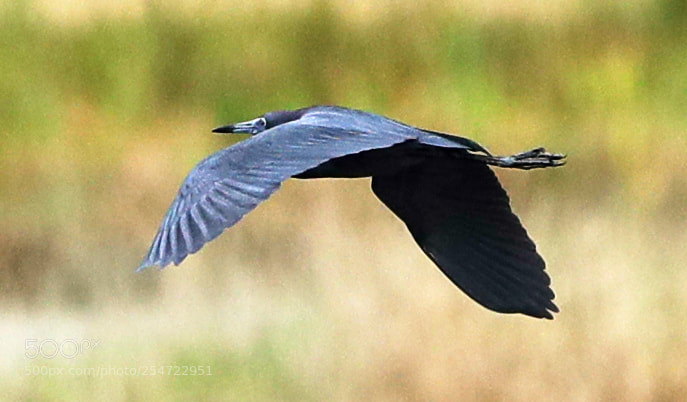 Canon EOS-1D X Mark II sample photo. 04-22-18-0014100.jpg photography