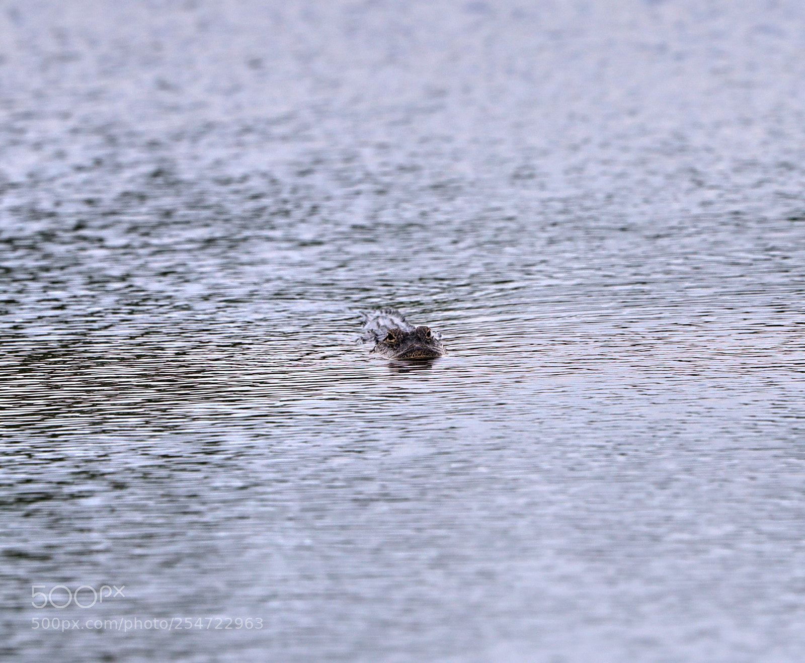 Canon EOS-1D X Mark II sample photo. 04-22-18-0014096.jpg photography