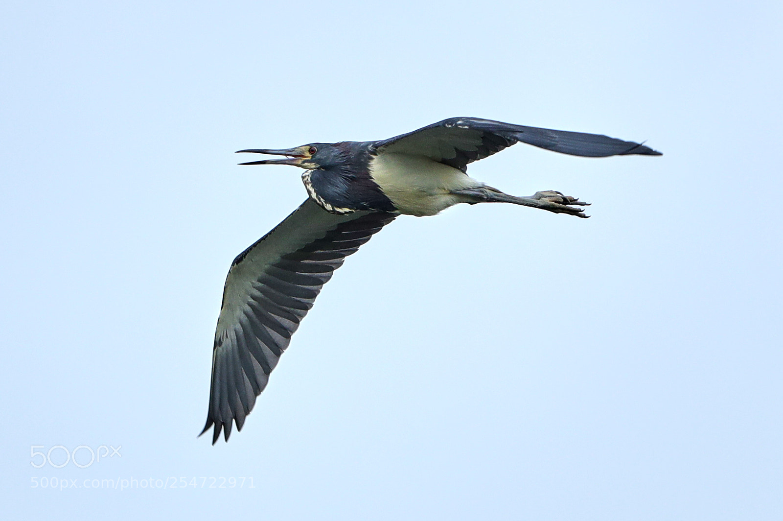 Canon EOS-1D X Mark II sample photo. 04-22-18-0014093.jpg photography