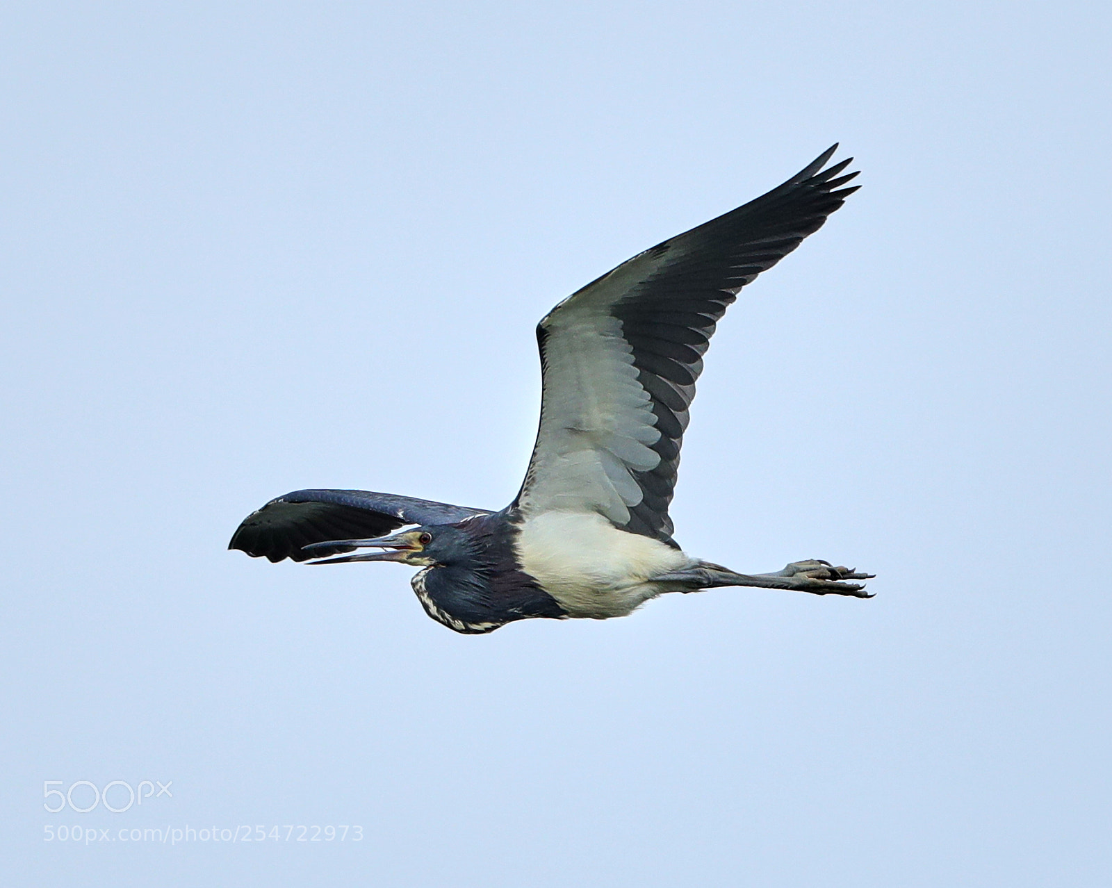 Canon EOS-1D X Mark II sample photo. 04-22-18-0014092.jpg photography