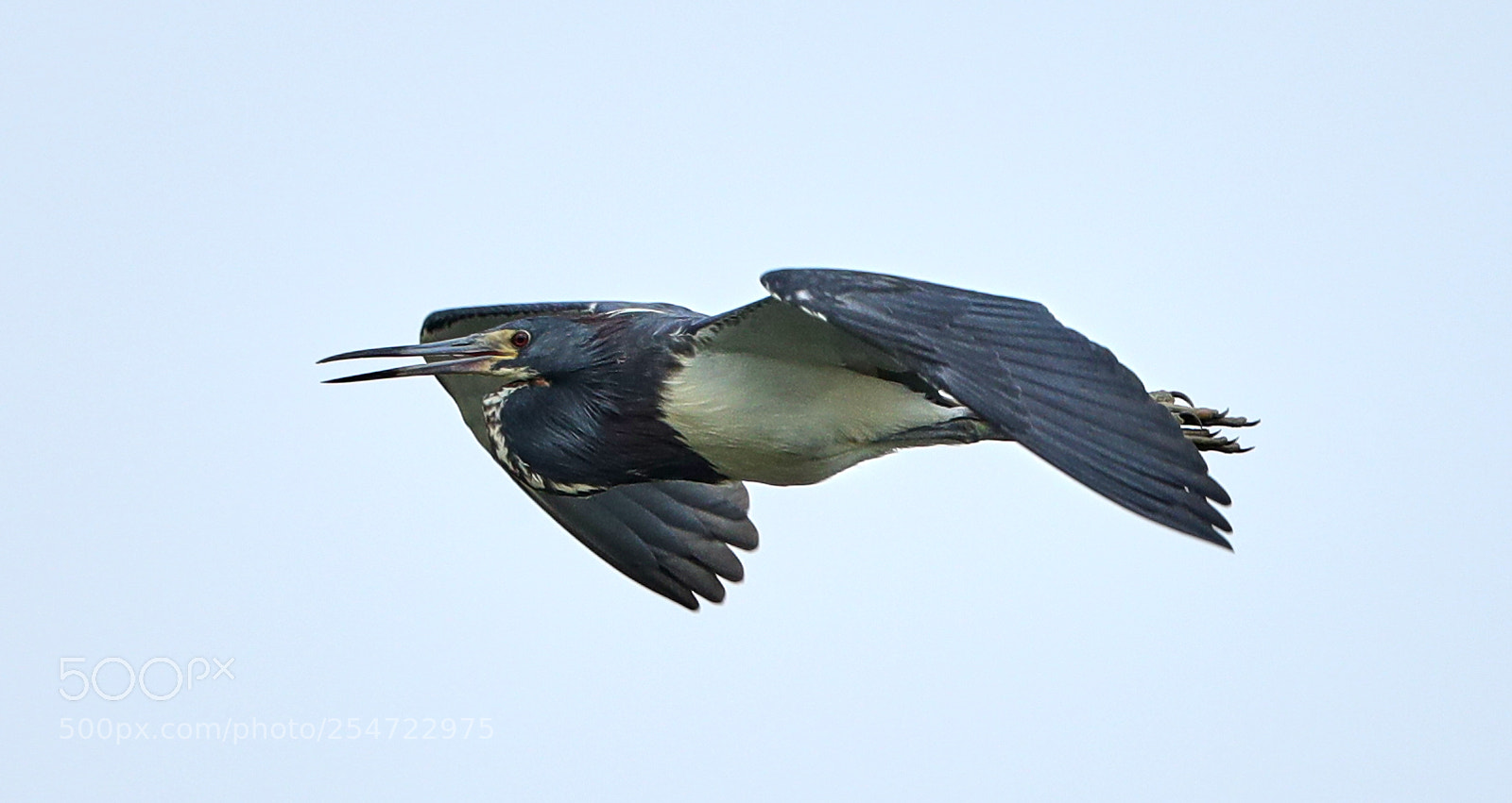 Canon EOS-1D X Mark II sample photo. 04-22-18-0014091.jpg photography