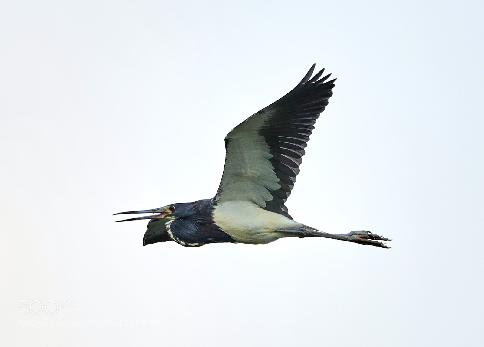 Canon EOS-1D X Mark II sample photo. 04-22-18-0014089.jpg photography
