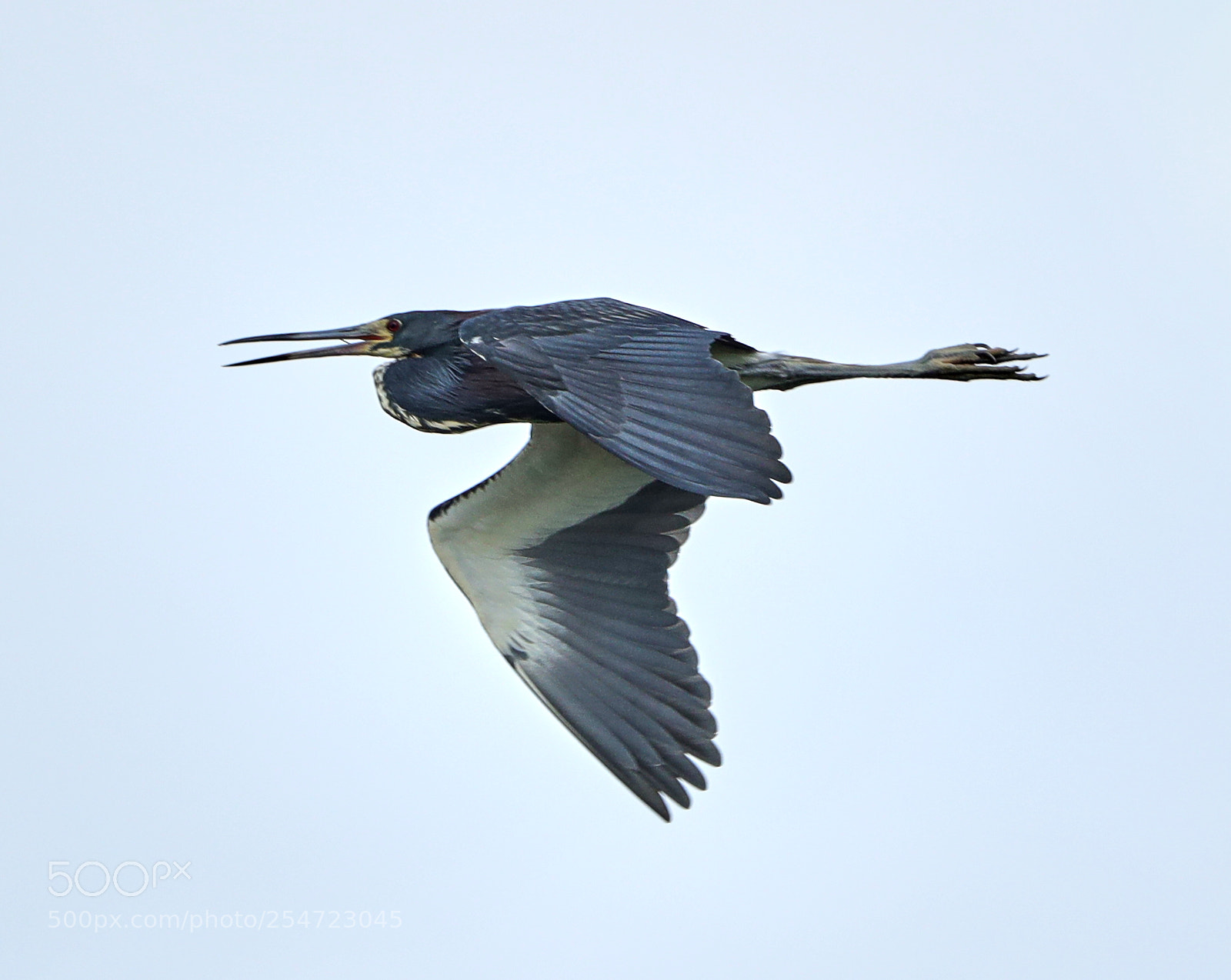 Canon EOS-1D X Mark II sample photo. 04-22-18-0014088.jpg photography