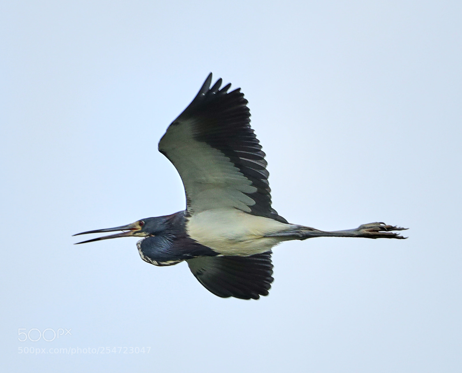 Canon EOS-1D X Mark II sample photo. 04-22-18-0014087.jpg photography