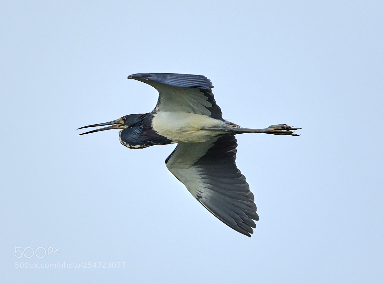 Canon EOS-1D X Mark II sample photo. 04-22-18-0014086.jpg photography