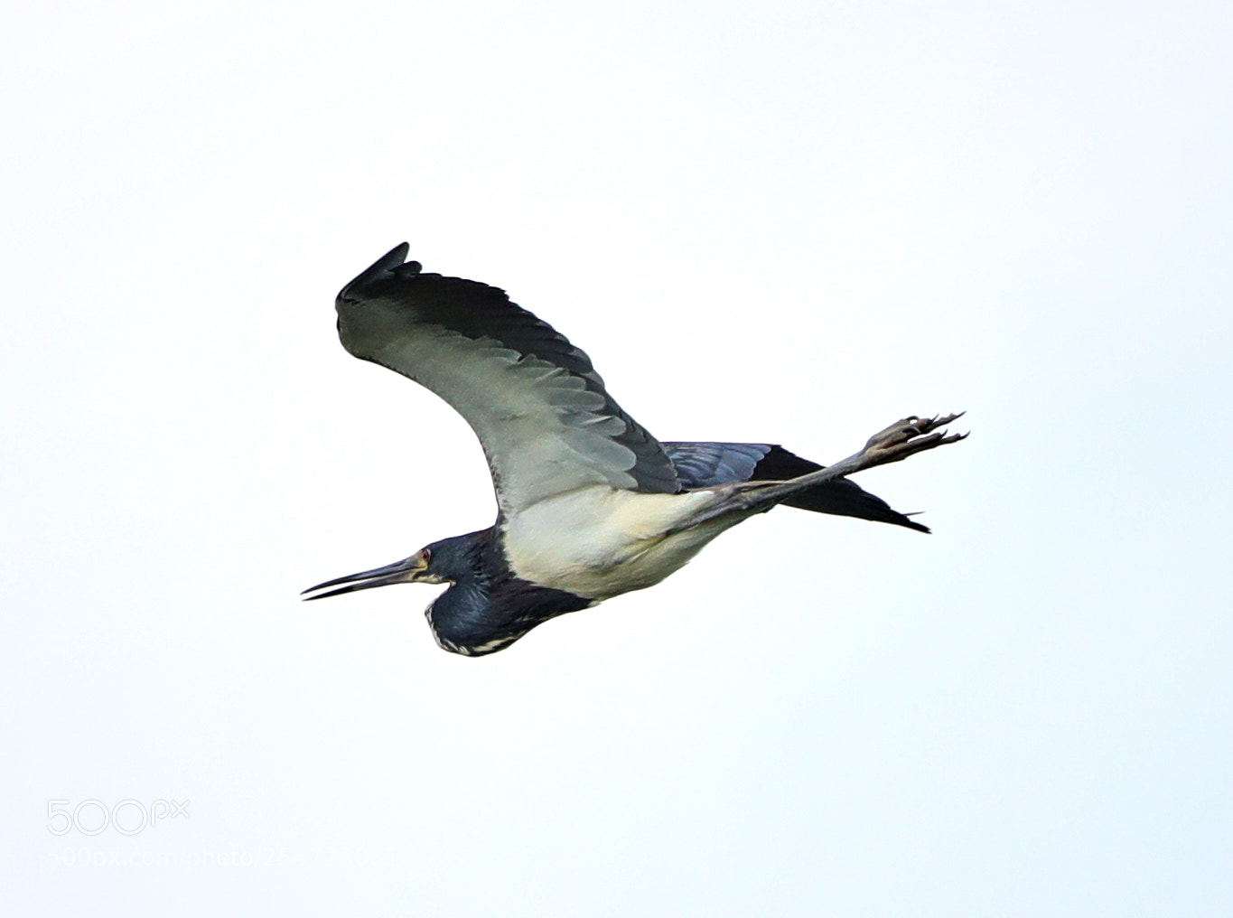 Canon EOS-1D X Mark II sample photo. 04-22-18-0014083.jpg photography