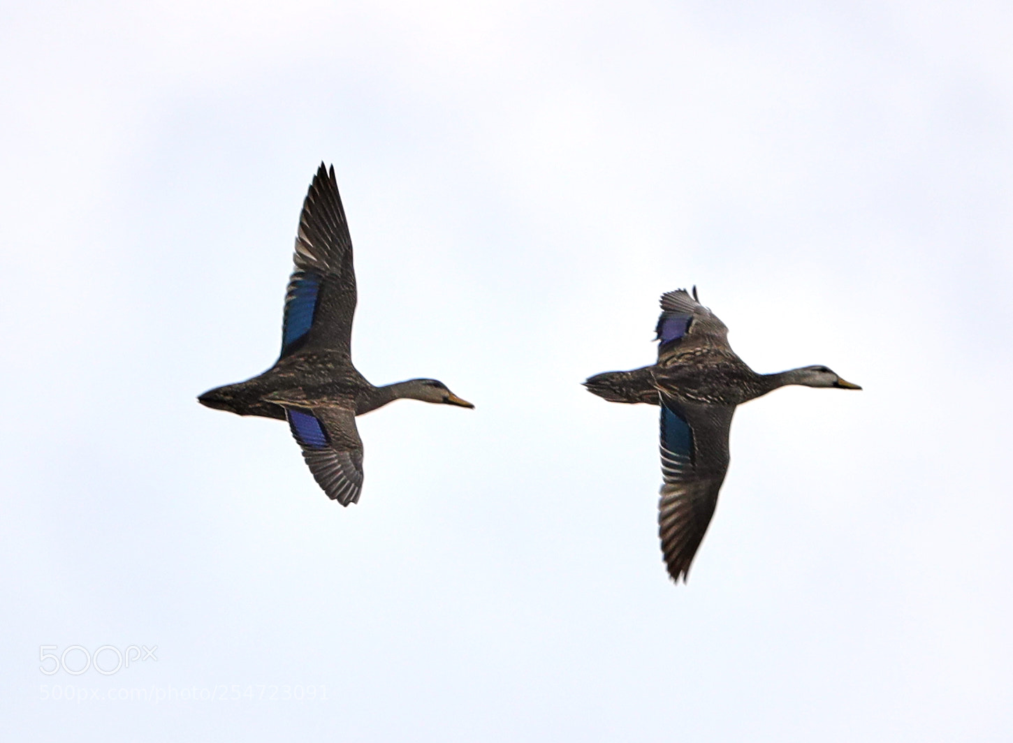 Canon EOS-1D X Mark II sample photo. 04-22-18-0014082.jpg photography