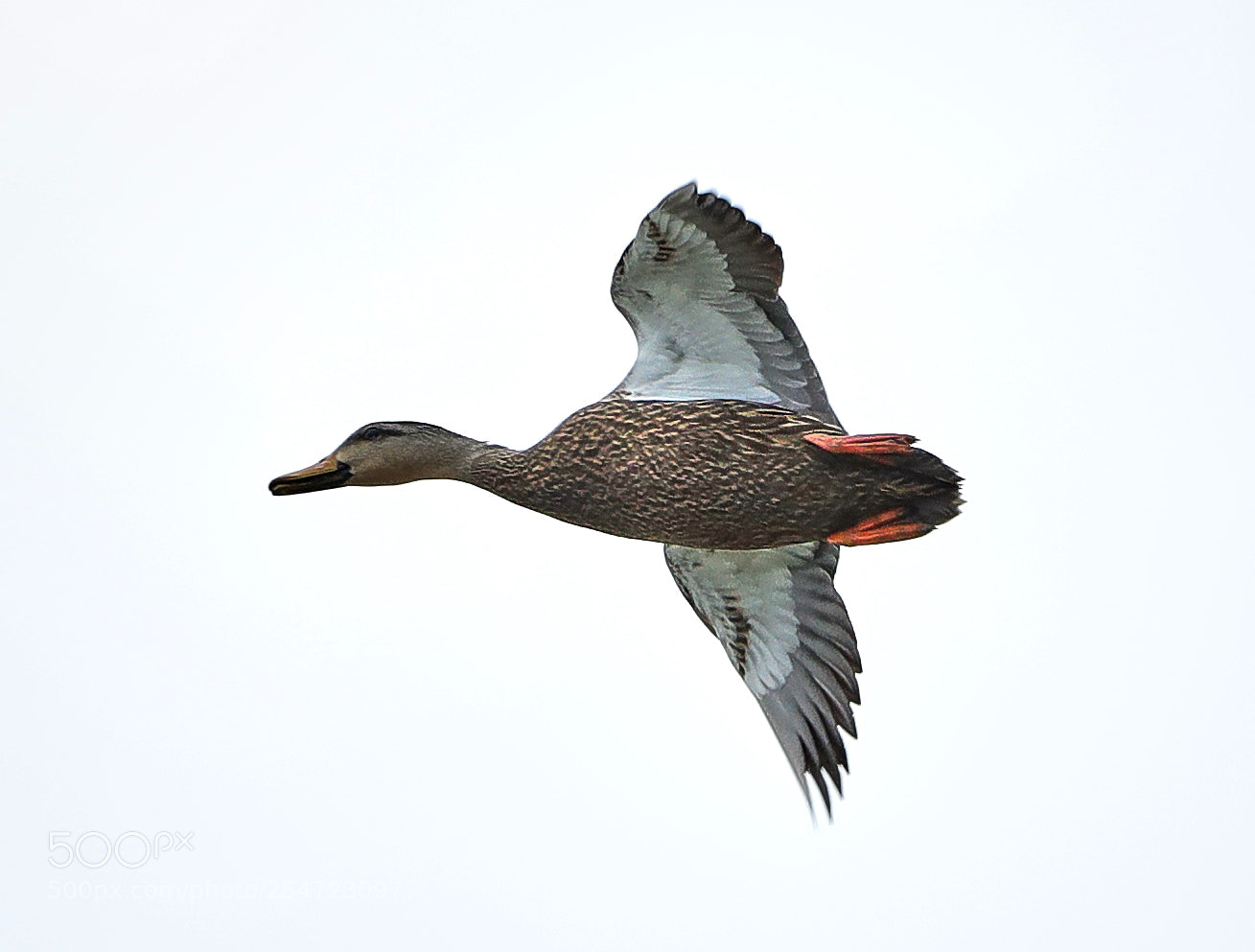 Canon EOS-1D X Mark II sample photo. 04-22-18-0014080.jpg photography