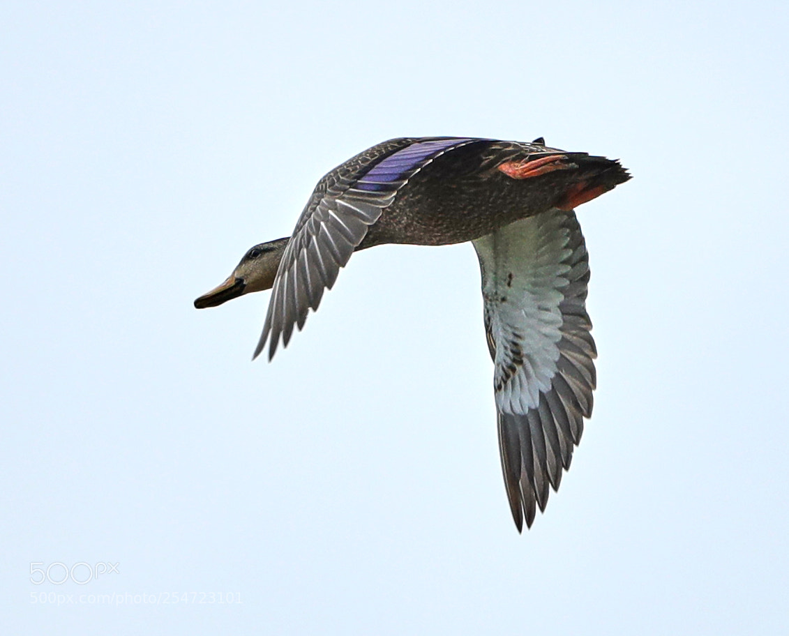 Canon EOS-1D X Mark II sample photo. 04-22-18-0014079.jpg photography
