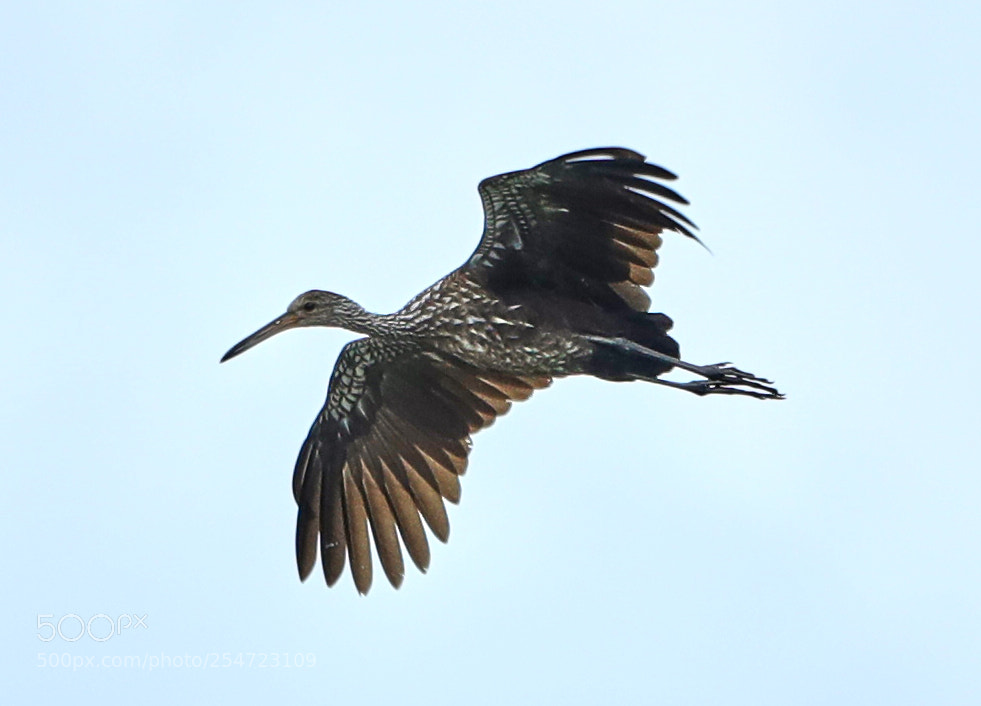 Canon EOS-1D X Mark II sample photo. 04-22-18-0014076.jpg photography