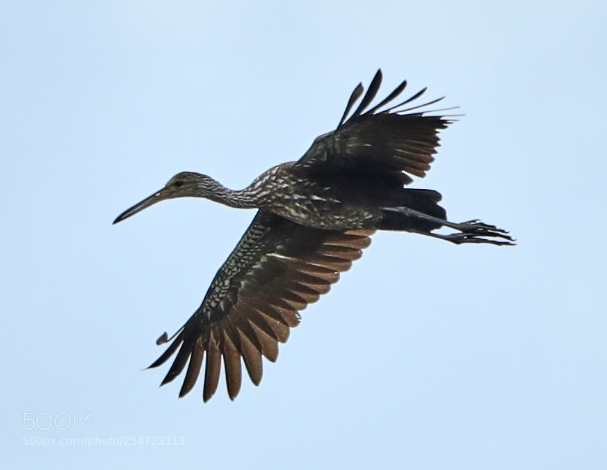 Canon EOS-1D X Mark II sample photo. 04-22-18-0014075.jpg photography