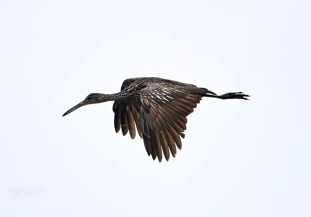 Canon EOS-1D X Mark II sample photo. 04-22-18-0014074.jpg photography