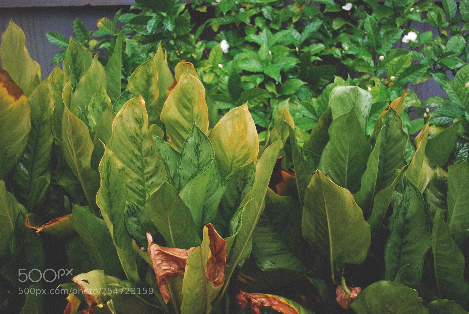 Nikon D60 sample photo. Untitled photography