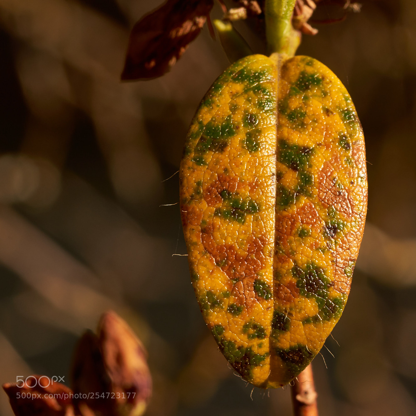 Sony SLT-A65 (SLT-A65V) sample photo. Old leaf of azalea photography