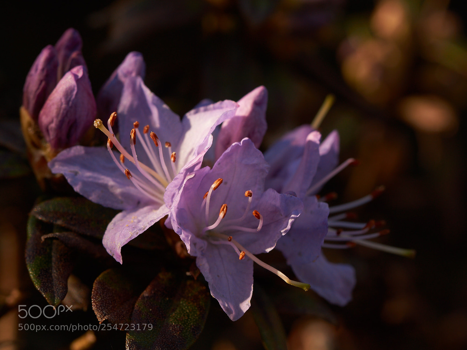 Sony SLT-A65 (SLT-A65V) sample photo. Rhodora flower photography