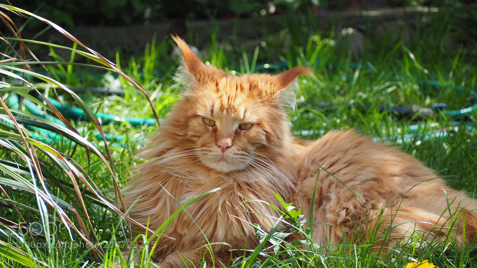 Olympus OM-D E-M10 II sample photo. Majestic cat photography