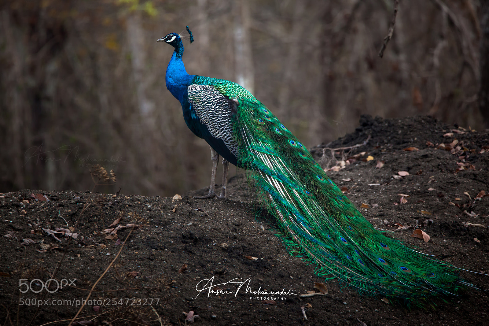 Canon EOS 5D Mark II sample photo. Beautiful pea-cock photography
