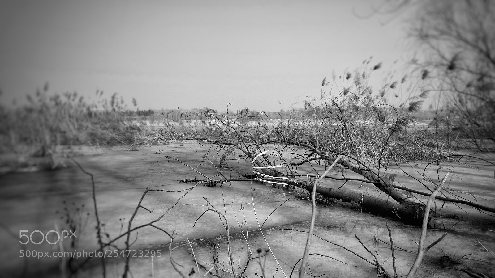 Fujifilm X-T20 sample photo. 冰面之上 photography