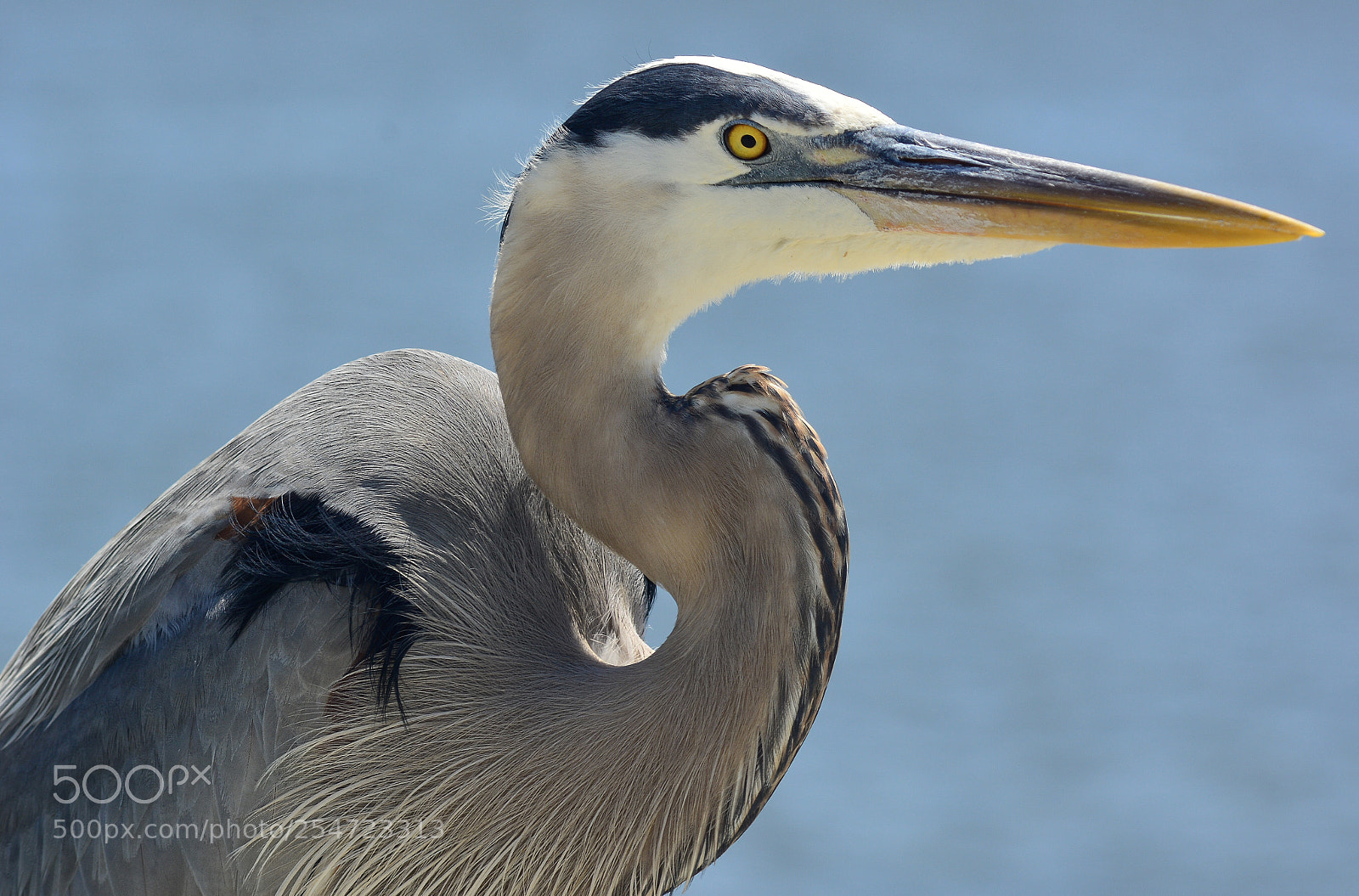 Nikon D7100 sample photo. Great blue heron closeup  photography