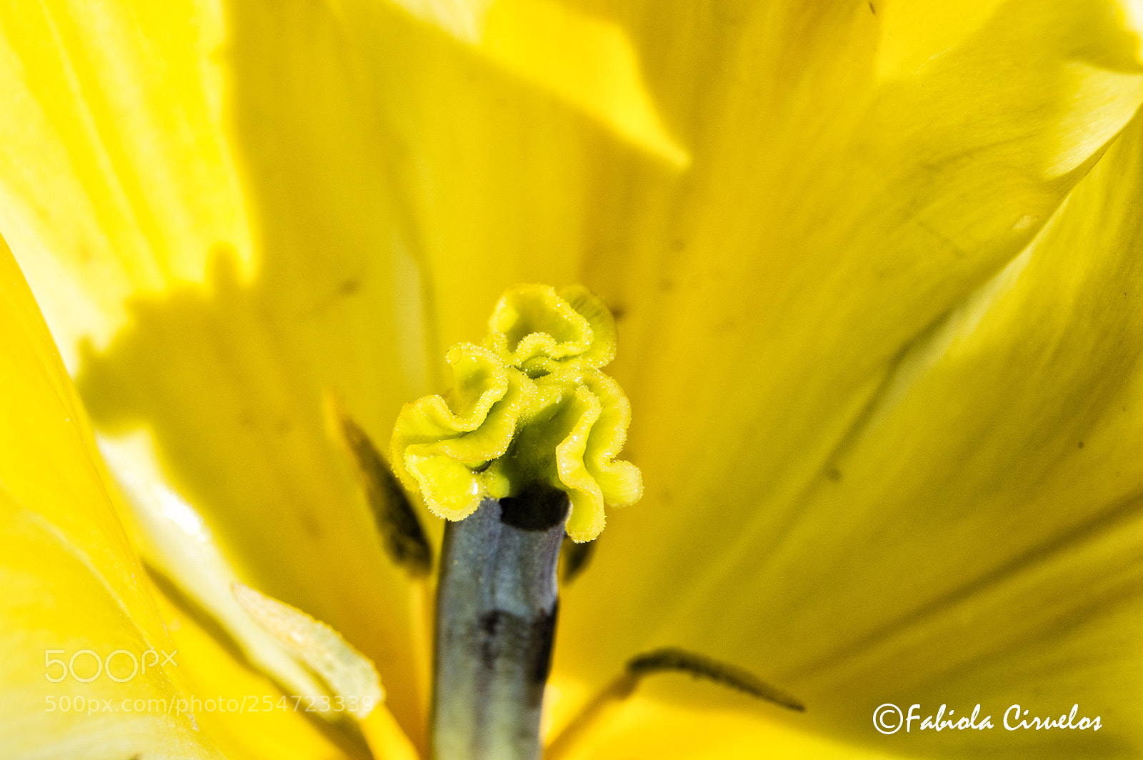Nikon D3200 sample photo. Macro photography