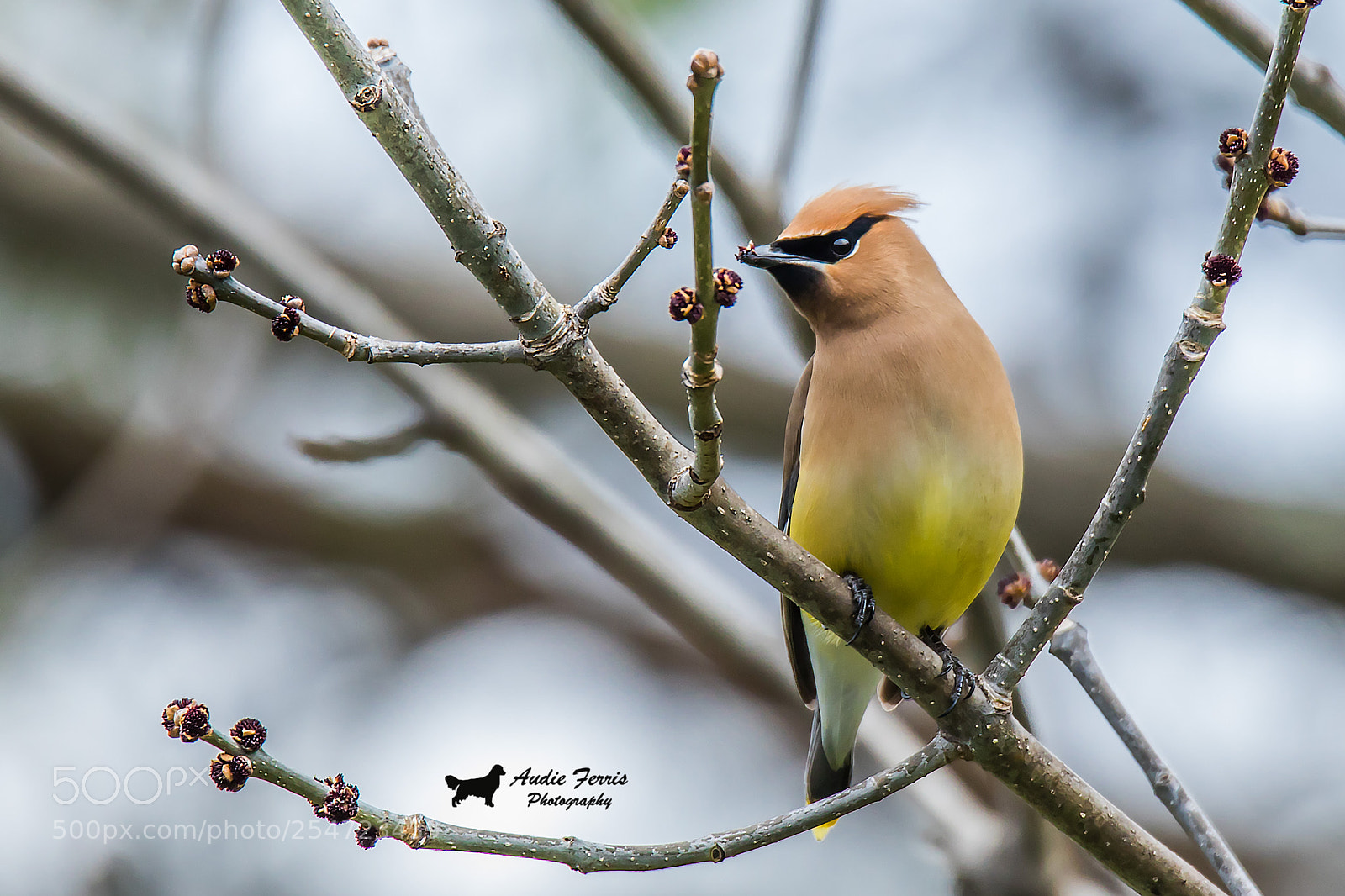 Canon EOS 5D Mark IV sample photo. Cedar waxwing photography
