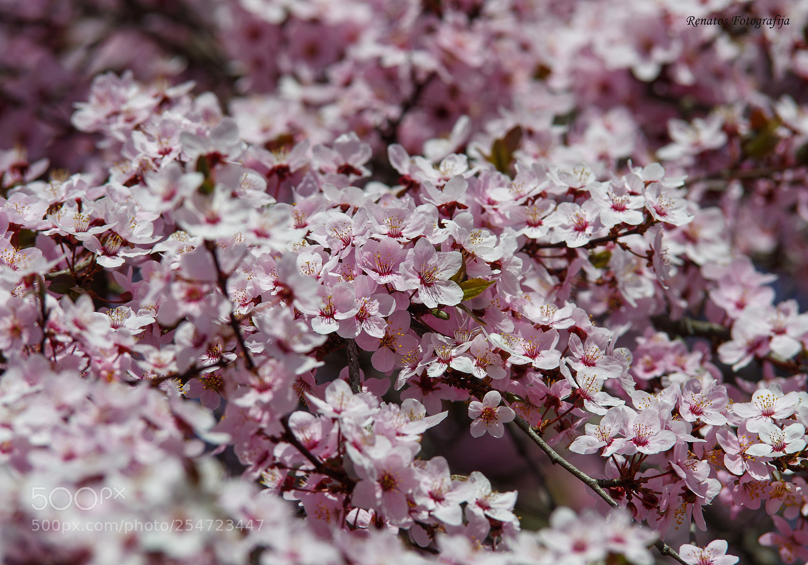 Pentax K-3 sample photo. Sakuros photography