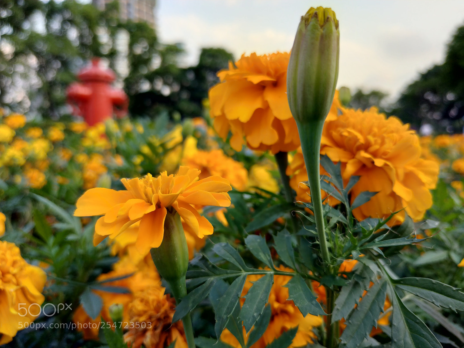 Xiaomi Redmi Note 5 sample photo. Untitled photography