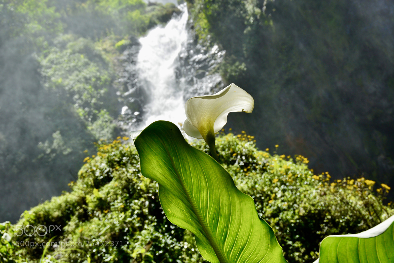 Nikon D7100 sample photo. Untitled photography