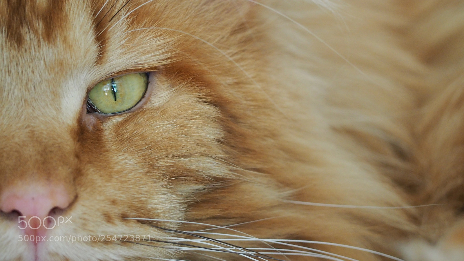 Olympus OM-D E-M10 II sample photo. Cateye photography