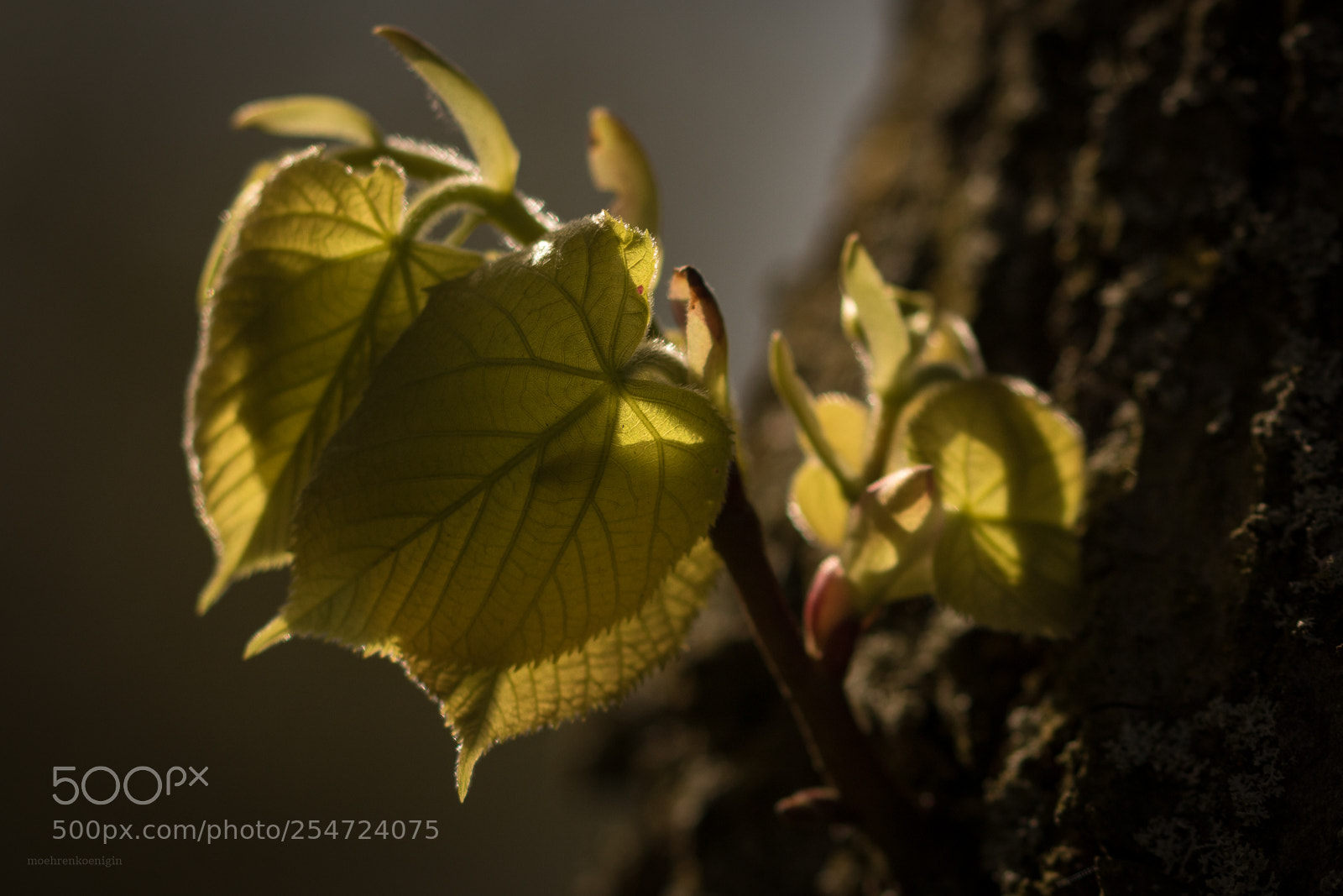 Canon EOS 750D (EOS Rebel T6i / EOS Kiss X8i) sample photo. New leaves photography