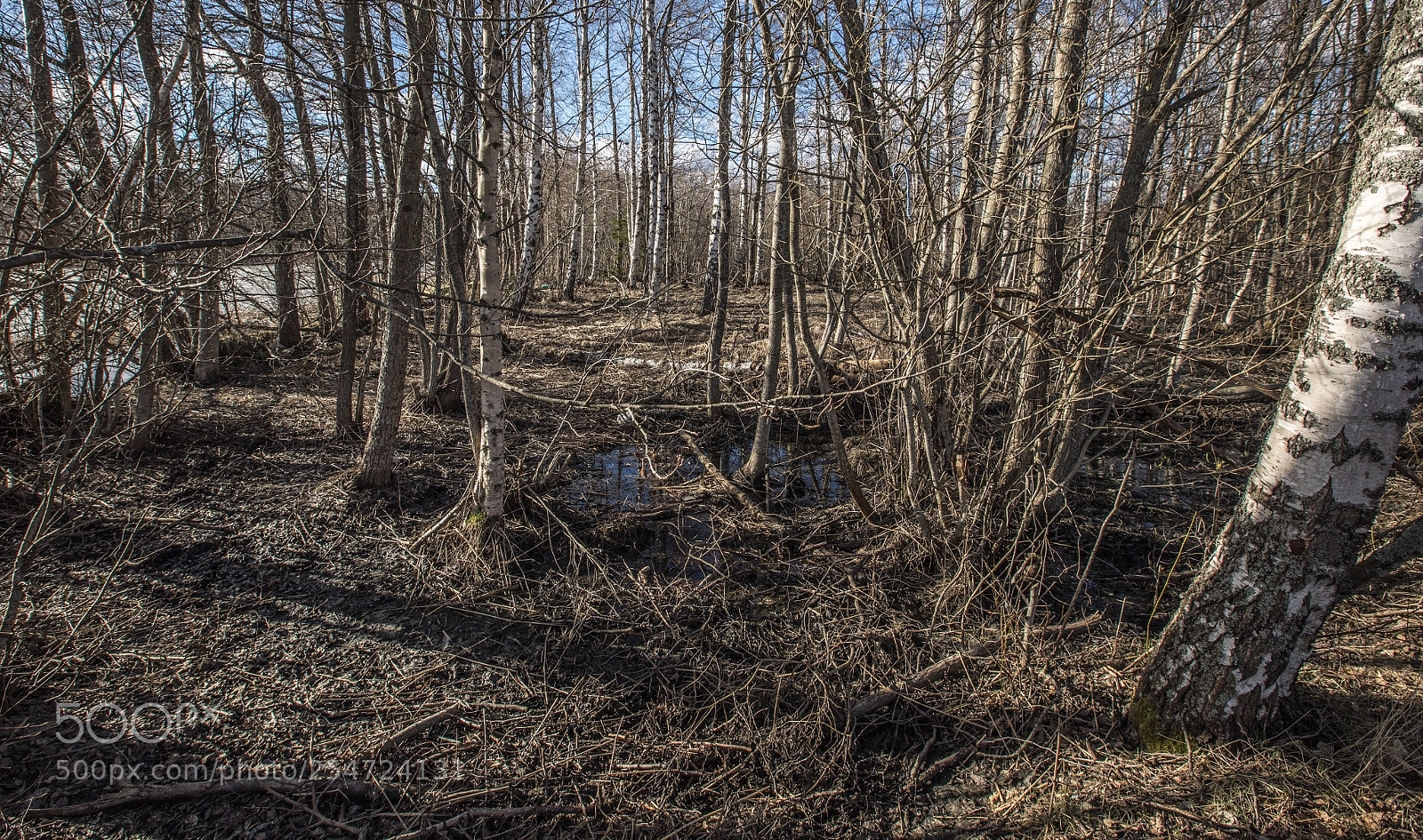 Canon EOS 5D Mark IV sample photo. Finnish forest iv photography