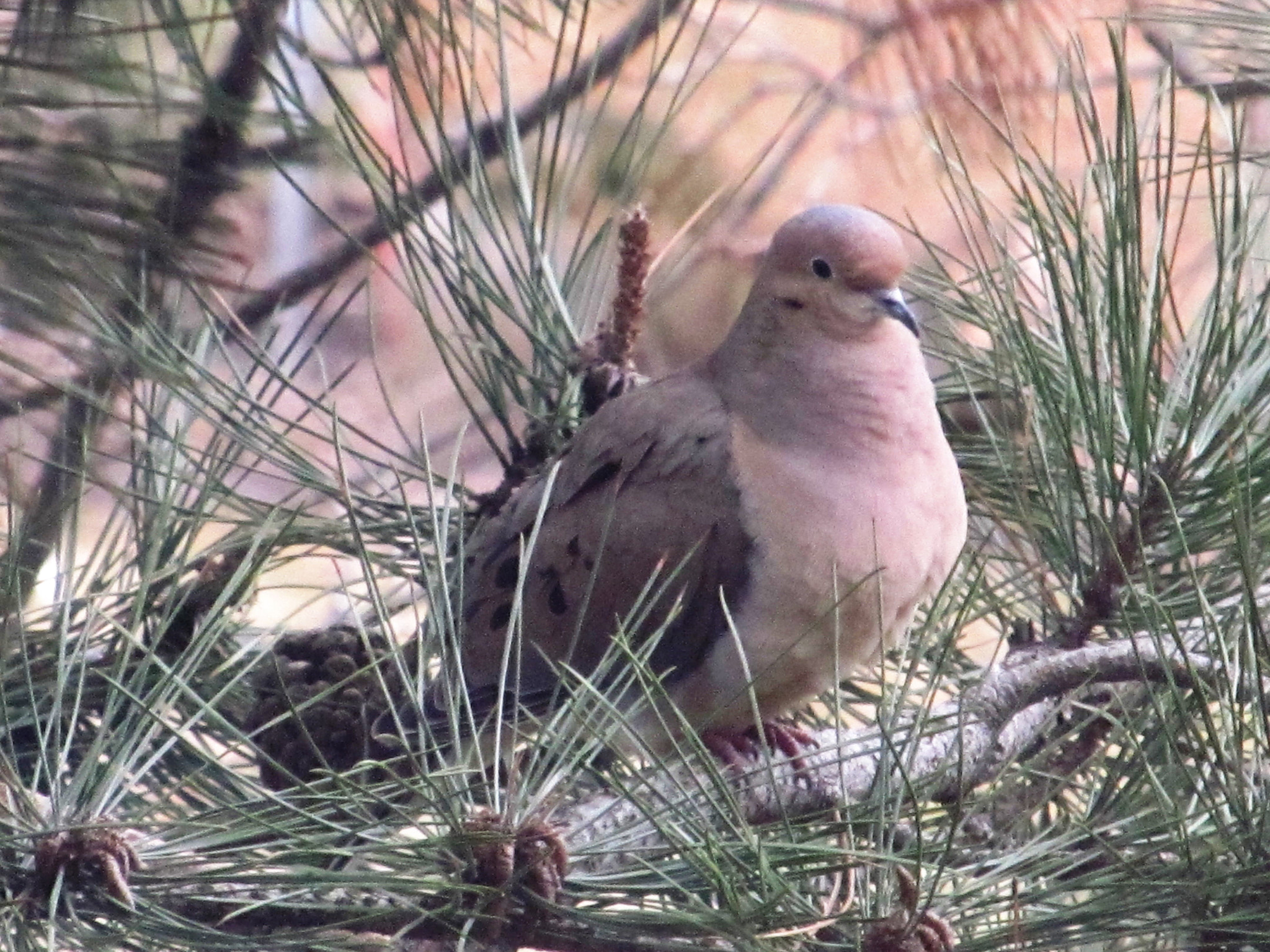 Canon PowerShot SX150 IS sample photo. Mating call photography