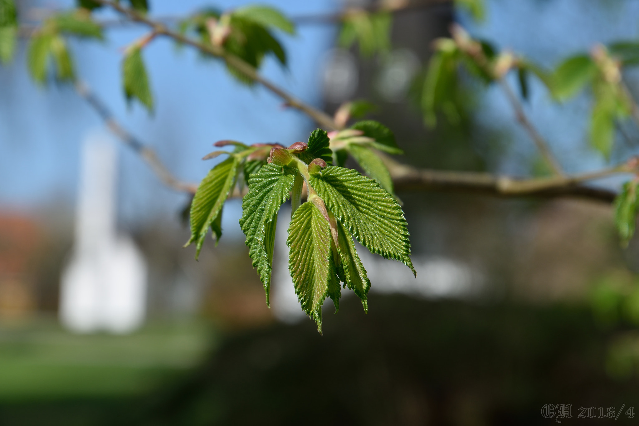Nikon D5500 sample photo. Iso 100 - f/8 - 1/320 sec photography
