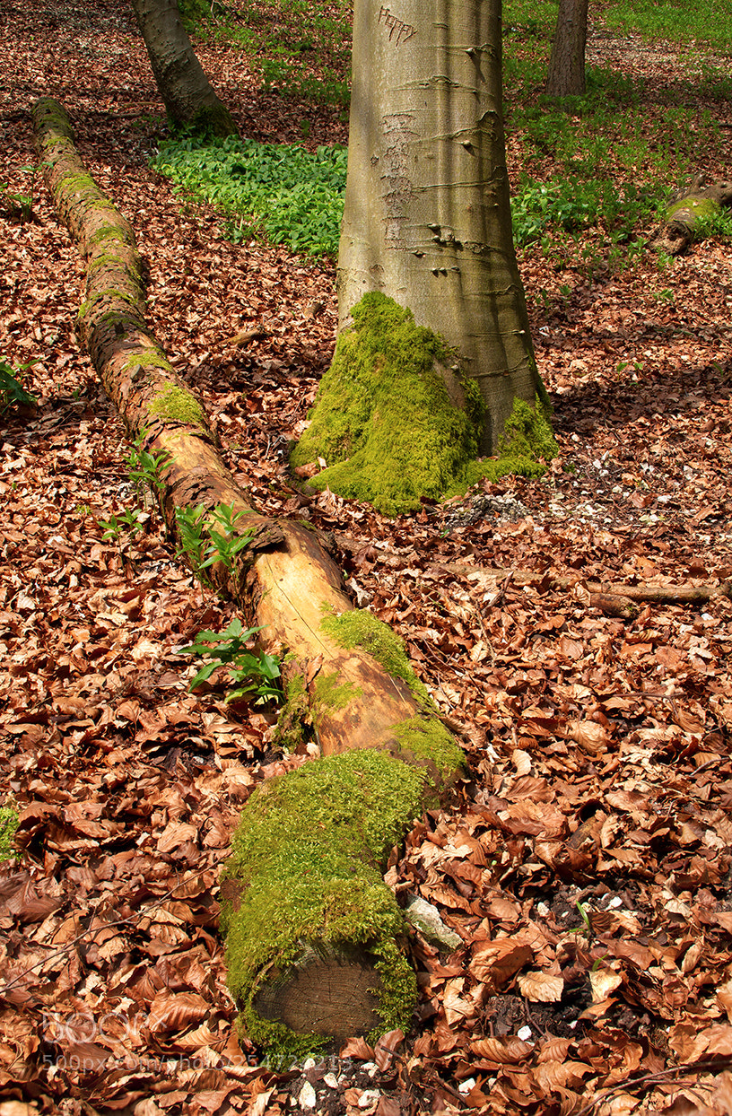 Canon EOS 7D sample photo. Moss on log and photography
