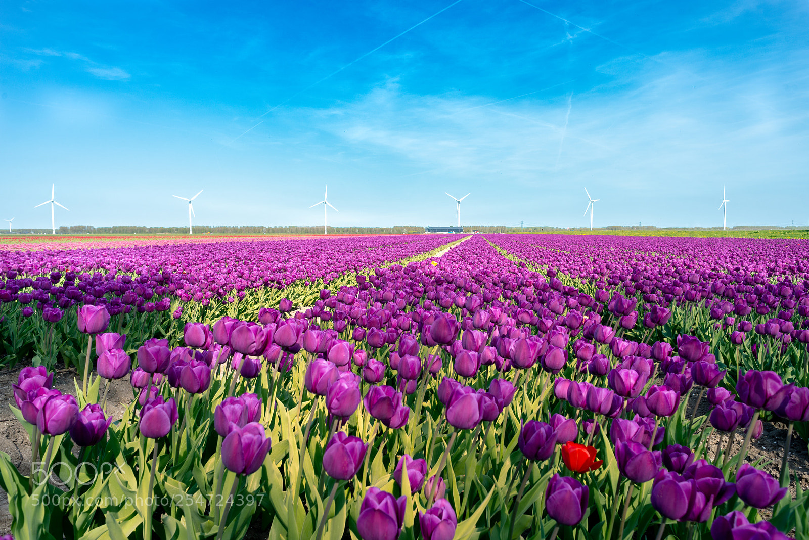 Nikon D610 sample photo. Tulips, tulips, tulips.... photography