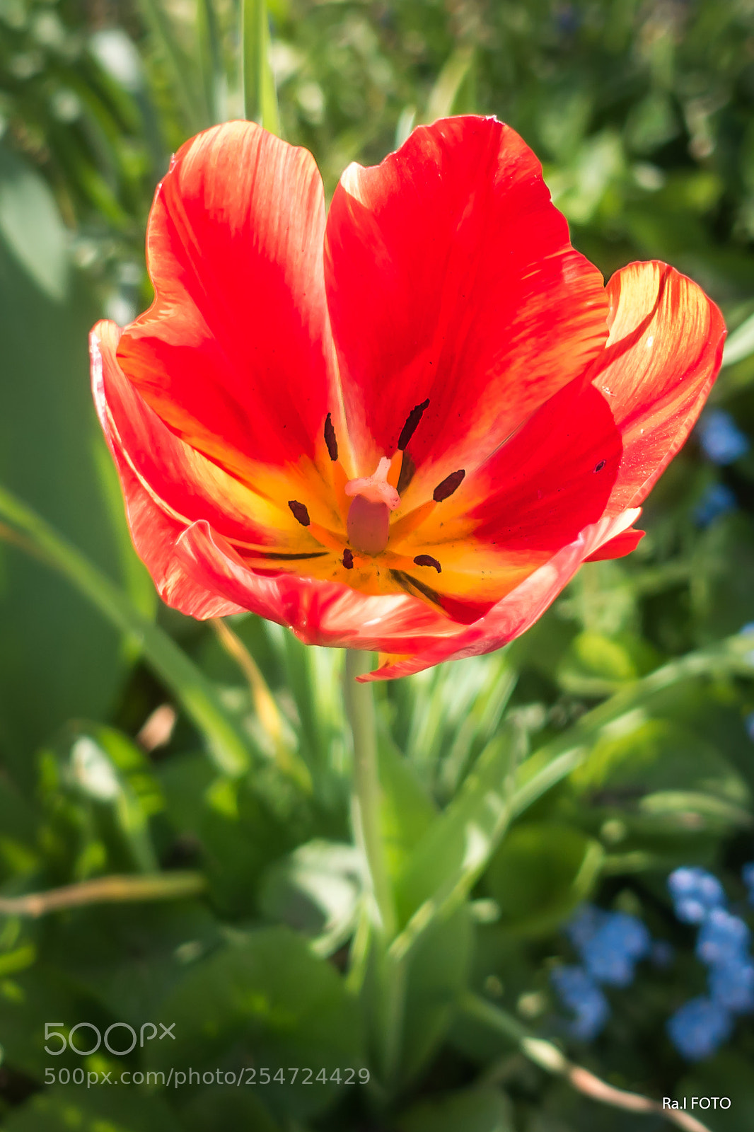 Sony DSC-RX100M5 sample photo. Tulipán photography