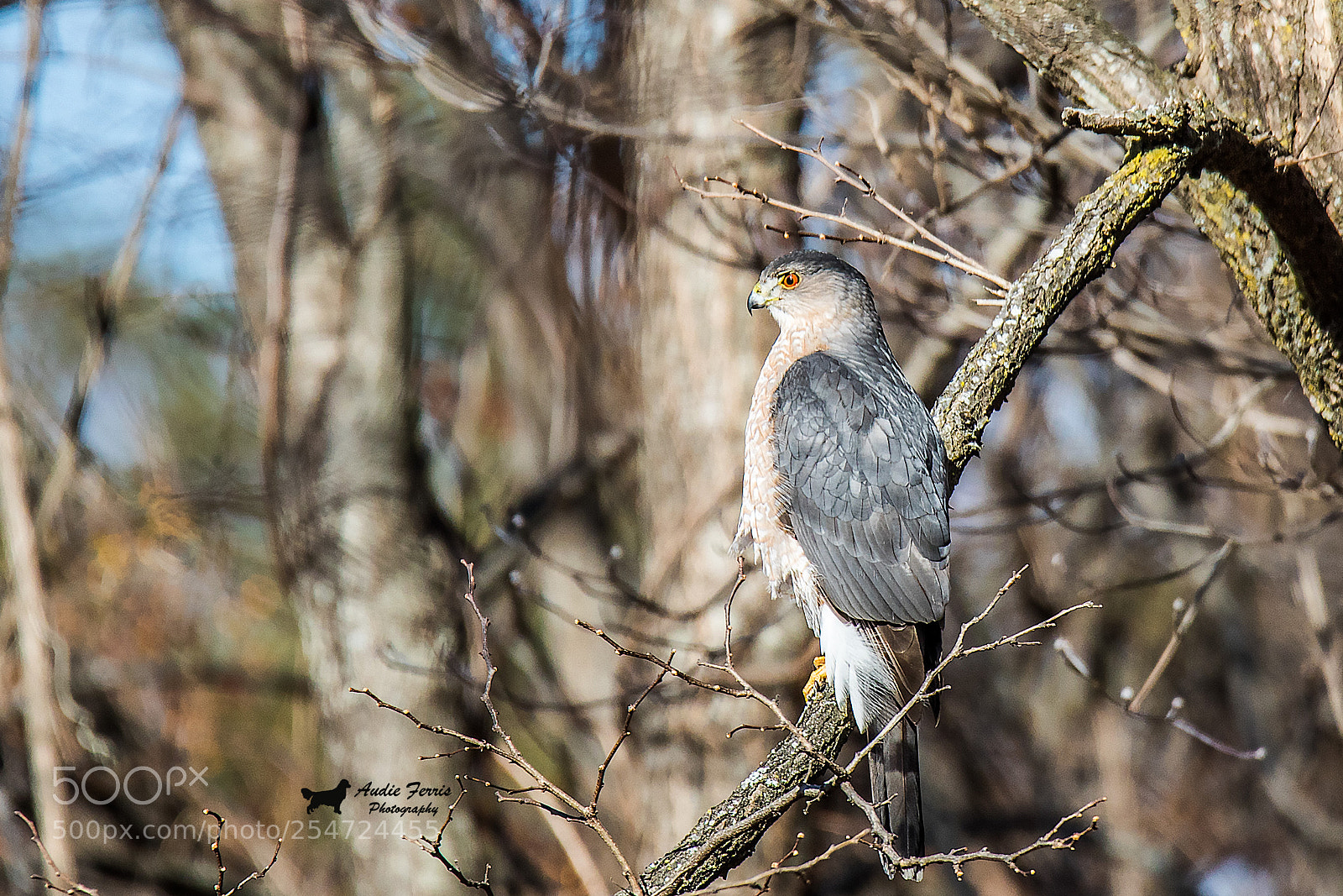 Canon EOS 5D Mark IV sample photo. Coopers hawk photography