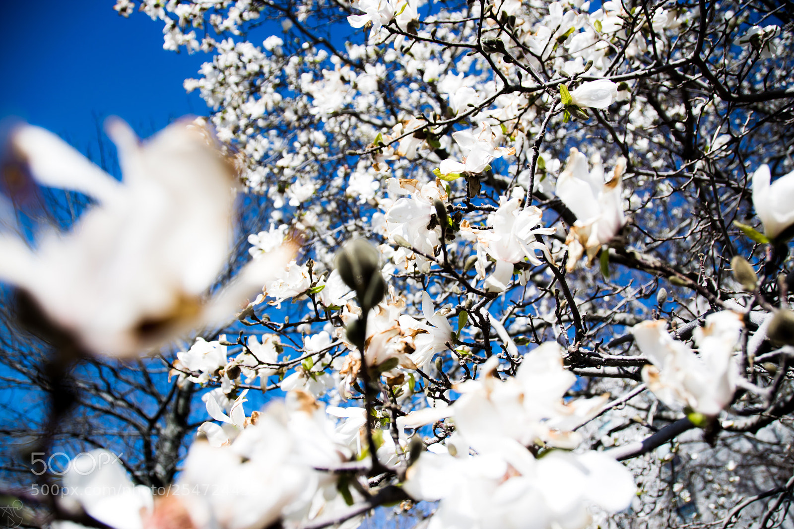 Nikon D3300 sample photo. Spring photography