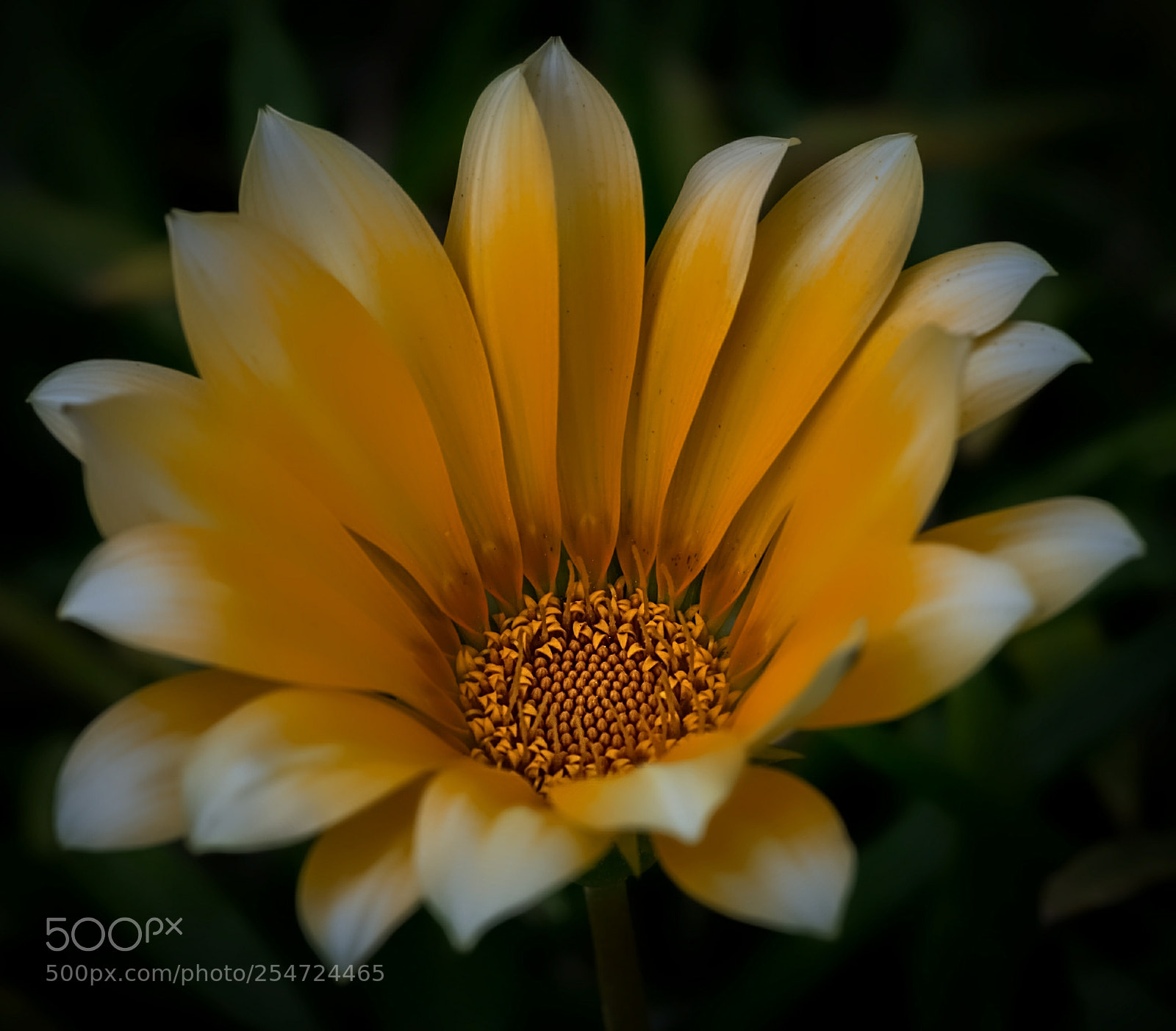 Pentax K-50 sample photo. Mellow yellow photography
