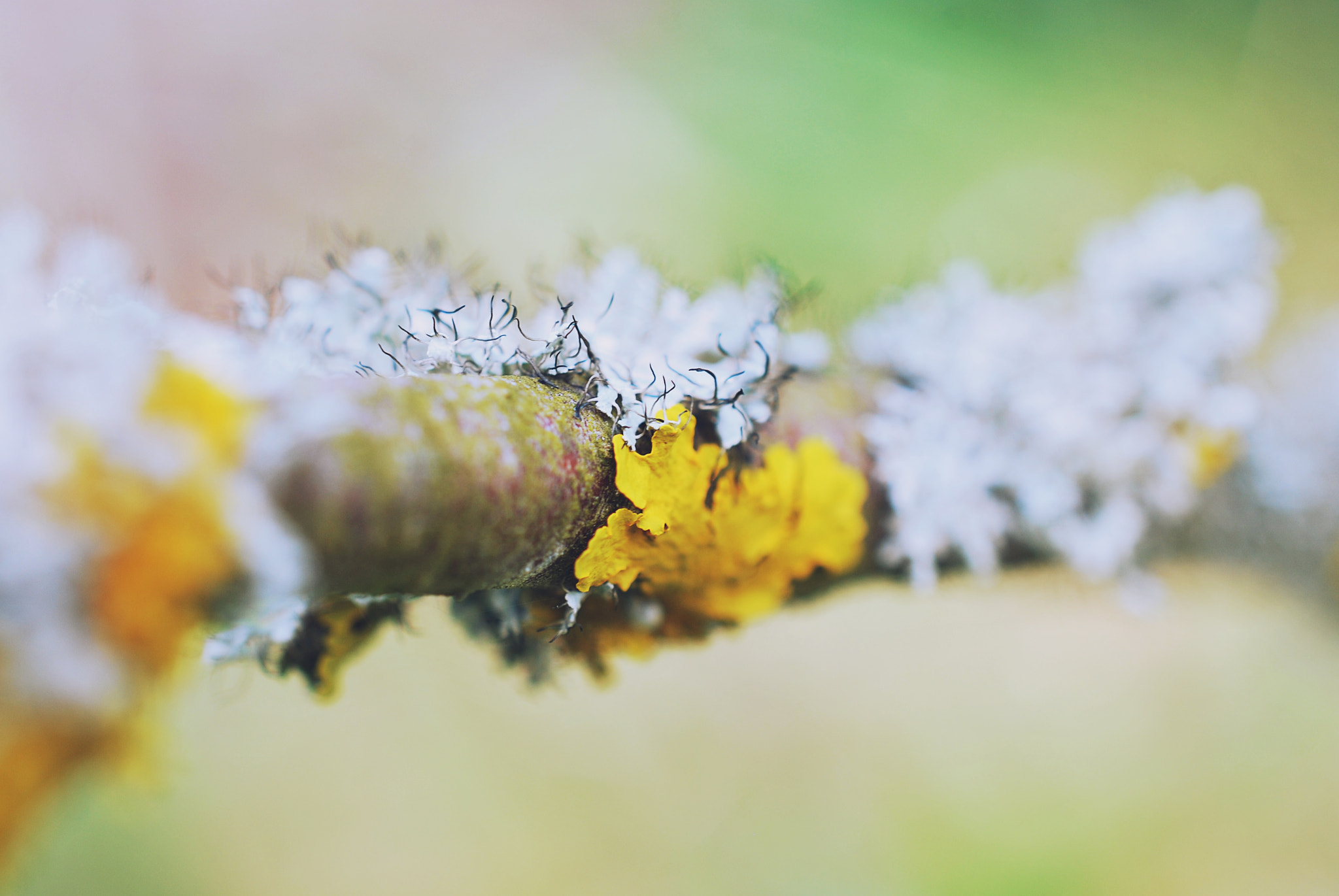 Nikon AF-S DX Micro Nikkor 40mm F2.8 sample photo. Moss photography