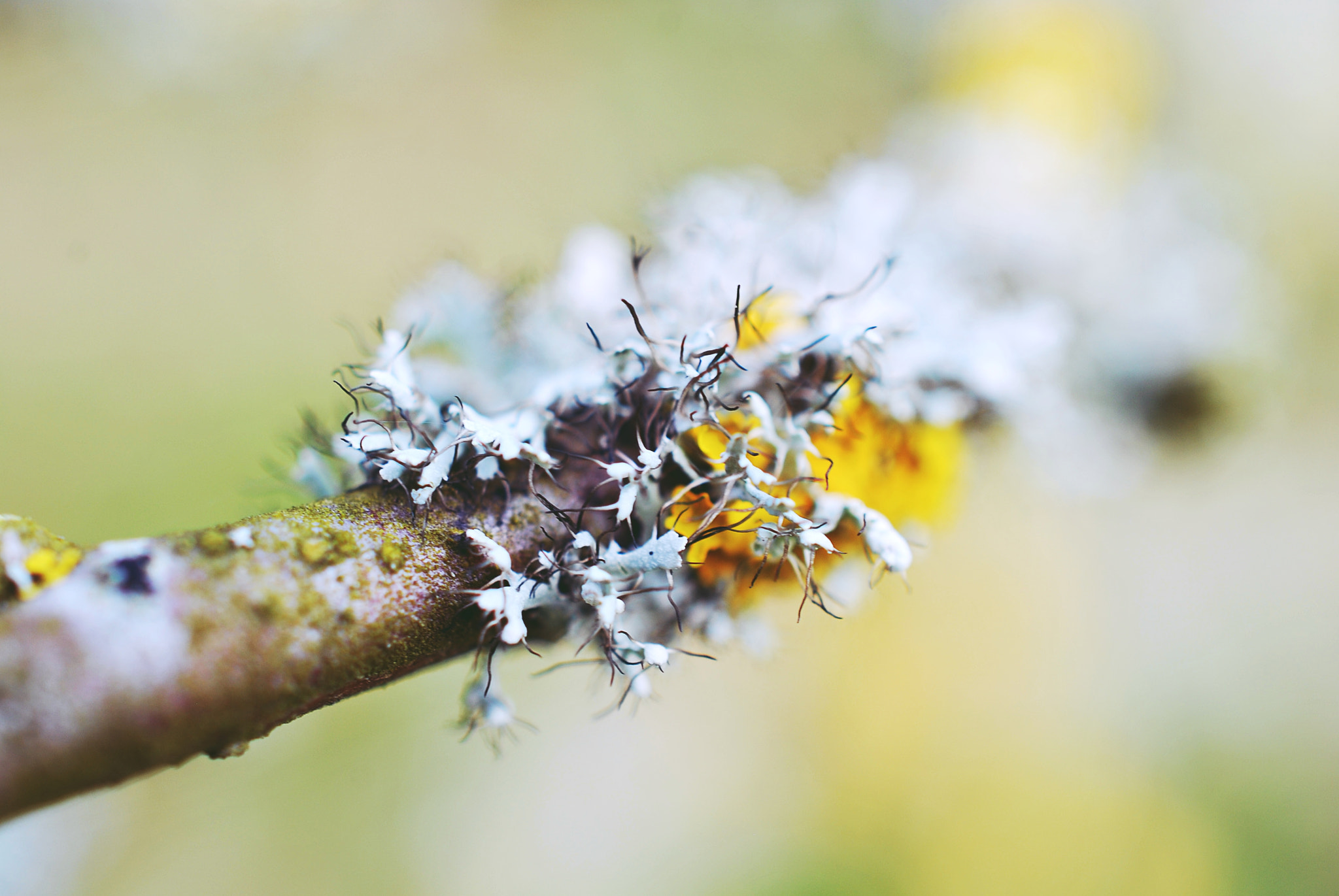 Nikon D60 + Nikon AF-S DX Micro Nikkor 40mm F2.8 sample photo. Moss photography