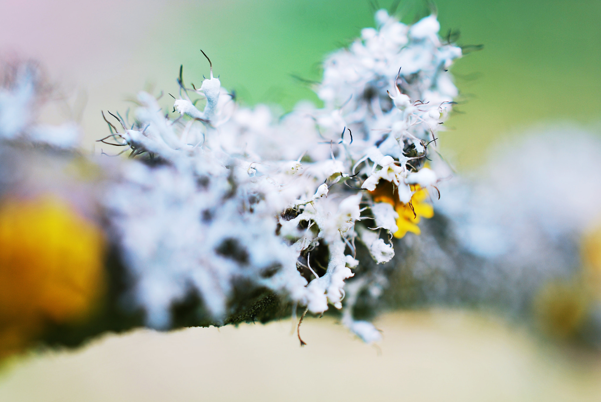Nikon AF-S DX Micro Nikkor 40mm F2.8 sample photo. Moss photography
