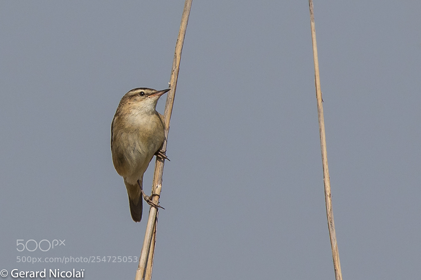 Canon EOS 7D Mark II sample photo. Sedge warbler photography