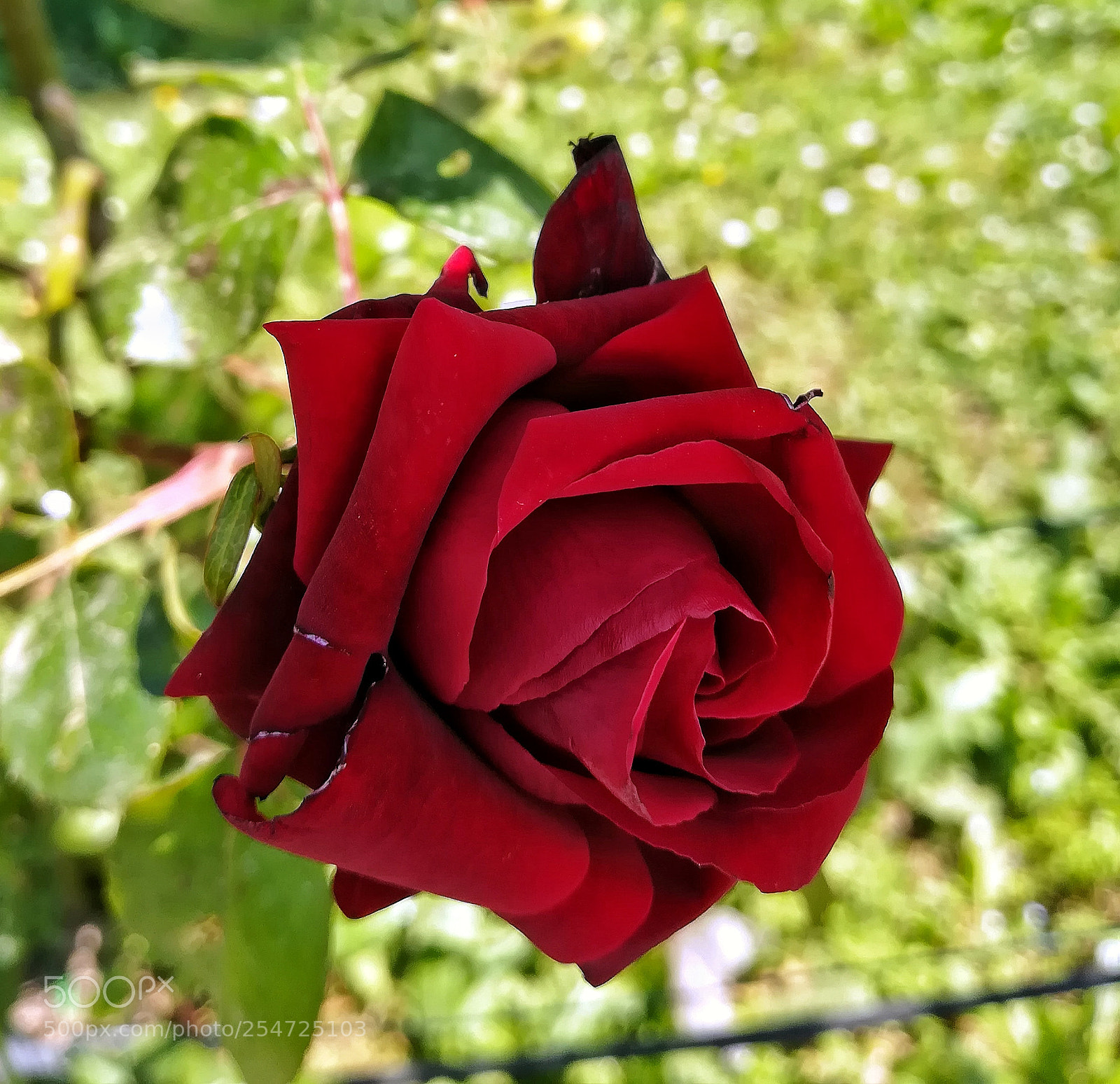 HUAWEI PRA-LX1 sample photo. For you photography